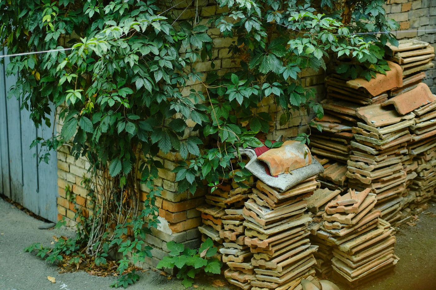 Tranquil courtyard scene with ivy cascading over a brick wall and piles of terracotta tiles, exuding rustic charm.
